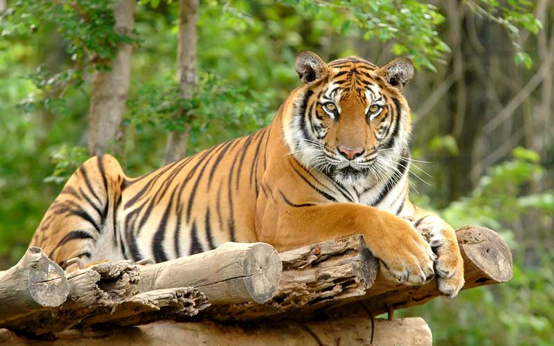 Royal Bengal tiger